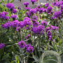 Verbena paars GM P12