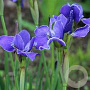 Iris sib. 'Silver Edge' GM P9 BIO