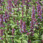 Agastache 'Spicey' GM P9