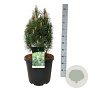 Pinus nigra 'Richard' 50-60 cm 30L extra
