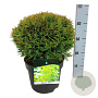 Thuja occ. 'Danica' 30-40 cm 6,5L