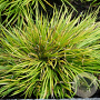 Acorus gramineus 'Hakuro-nishiki' GM P9 leverbaar