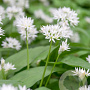 Allium ursinum GM P9 leverbaar