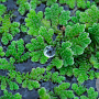 Azolla caroliniana GM wortelgoed leverbaar