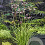 Butomus umbellatus GM P9 leverbaar