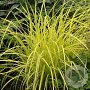 Carex elata 'Bowles Garden' GM P9 leverbaar