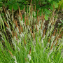 Carex elata GM P9 leverbaar