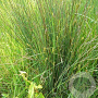 Carex hirta GM P9 leverbaar