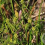 Carex oederi GM P9 leverbaar
