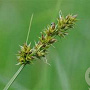 Carex otrubae GM P9 leverbaar