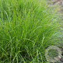 Carex remota GM P9 leverbaar