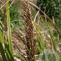 Carex paniculata GM P9 leverbaar