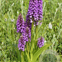 Dactylorhiza majalis praetermissa GM P9 leverbaar