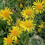 Inula britannica GM P9 leverbaar
