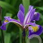 Iris 'Gerald Darby' GM P9 leverbaar