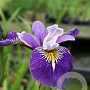 Iris 'Holden's Child' GM P9 leverbaar