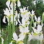 Iris sib. 'Snow Queen' GM P9 leverbaar
