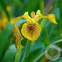 Iris pseudac. 'Berlin Tiger' GM P9 leverbaar