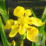 Iris pseudac. 'Flore Pleno' GM P9 leverbaar