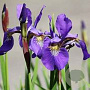 Iris versic. 'Dark Aura' GM P9 leverbaar