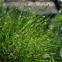 Isolepis cernua GM P9 leverbaar