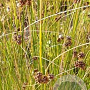 Juncus conglomeratus GM P9 leverbaar