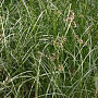 Juncus maritimus GM P9 leverbaar