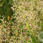 Juncus subnodulosus GM P9 leverbaar