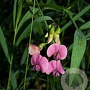 Lathyrus palustris GM P9 leverbaar