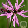 Lychnis flos-cuculi 'Nana' GM P9 leverbaar