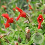 Mimulus cardinalis GM P9 leverbaar