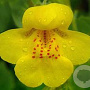 Mimulus guttatus GM P9 leverbaar