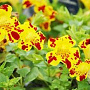 Mimulus luteus variegatus GM P9 leverbaar