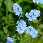 Myosotis pal. 'Maytime' GM P9 leverbaar