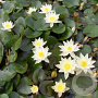 Nymphaea 'Pygmaea Helvola' GM C1 leverbaar