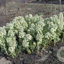 Petasites albus GM P9 leverbaar