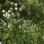 Peucedanum palustre GM P9 leverbaar