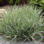 Phalaris arund. 'Picta' GM P9 leverbaar