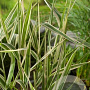 Phalaris arundinacea GM P9 leverbaar