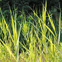 Phragmites australis 'Variegatus' GM P9 leverbaar