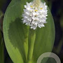 Pontederia cordata 'White Pike' GM P9 leverbaar