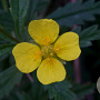 Potentilla erecta GM P9 leverbaar