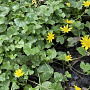 Ranunculus ficaria GM P9 leverbaar