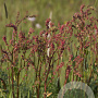 Rumex acetosa GM P9 leverbaar