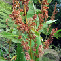 Rumex hydrolapathum GM P9 leverbaar