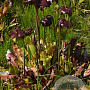 Sarracenia purpurea GM P9 leverbaar