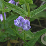 Scutellaria galericulata GM P9 leverbaar