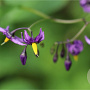 Solanum dulcamara GM P9 leverbaar