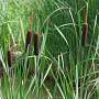 Typha shuttleworthii GM P9 leverbaar