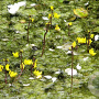 Utricularia vulgaris GM  leverbaar